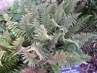 Fougere - Dryopteris Ardechensis (fam Dryopteridacees) (Est du Massif Central) (1) (Photo F. Mrugala)